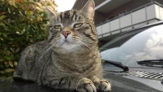 Beautiful, cute and colorful cat on the shiny auto