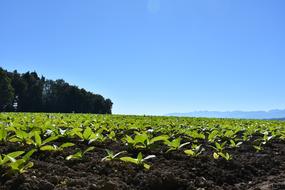 Field Tobacco Sky