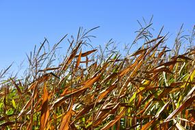 dry corn stalks in the field