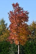 Autumn Colors Tree