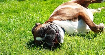 boxer dog is resting on the lawn