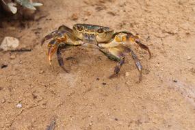 wonderful Lobster Crab