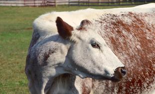 portrait of Cow Farm Woodstock Animal