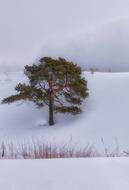 Snow Pine Cloud