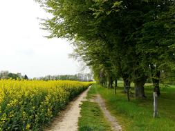 Yellow Field Trees Landscape