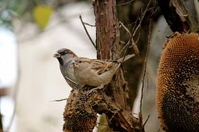 sparrow on a Fodder Tree close up