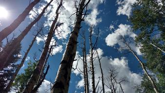 Trees Aspen Sky Dead