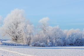 Landscape Trees Winter Impressions