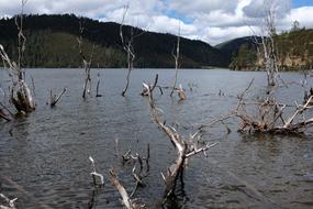 overgrown trees in the lake
