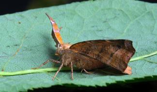 Macro picture of delightful Moth Insect