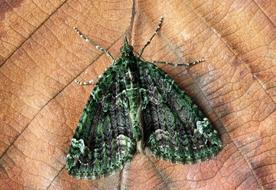 gorgeous Moth Macro Insect