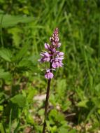 Plant Water Meadow Orchid Western