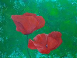 poppy flower flowers nature bud
