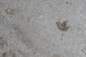 Cement Leaf Nature