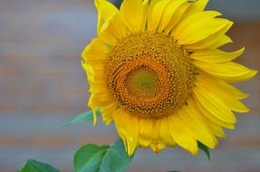 Sunflower Summer Field