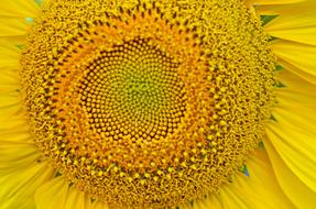 Sunflower Summer Yellow