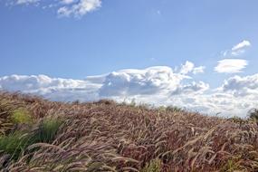 Wind Grasses Grass