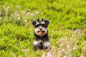 Miniature Schnauzer puppy runs in a green meadow