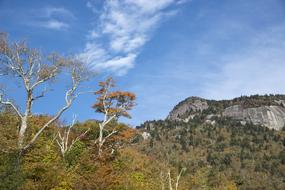 fall Leaves trees on mountain