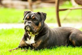 Beautiful, cute and colorful bulldog on the grass