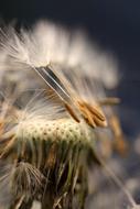 dandelion seeds, close-up