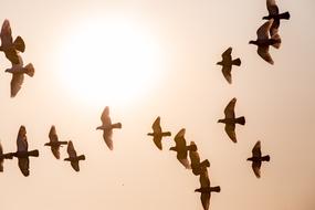 a flock of doves in the sky