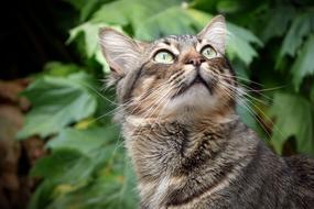 closeup view of Cat Look Eyes