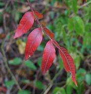 Red Leaves Sumac Fall