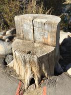 cut Stump Tree