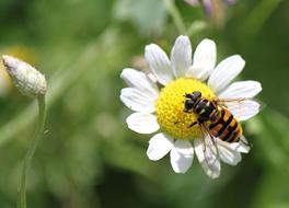 large wasp on the meadow flower