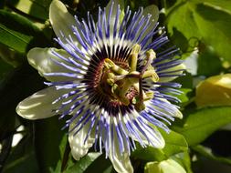 Passion Flower Close Up Blossom