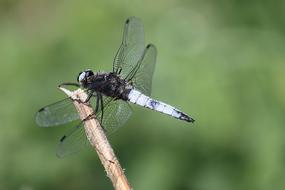 beautiful dragonfly with black wings sits on a dry branch close-up on blurred background