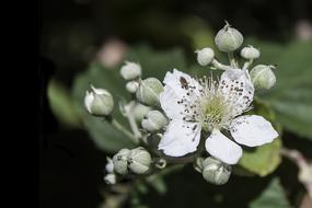 Bramble Flower White