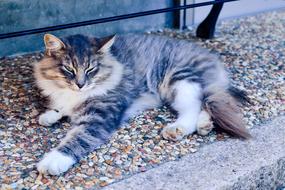 Beautiful, cute, colorful and furry cat, lying on the colorful stones, in Japan