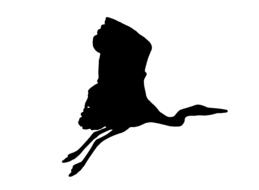 Black silhouette of the beautiful, flying crane bird, at white background, clipart