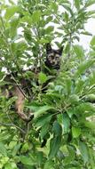 gorgeous Cat Climb Tree