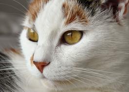 closeup photo of a spotted domestic cat with green eyes