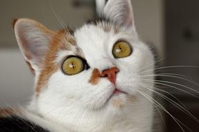 charming Cat Animal White