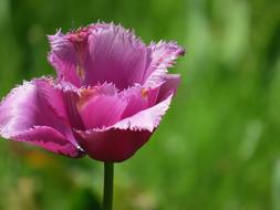 Purple Tulip