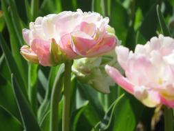 Tulips Pink