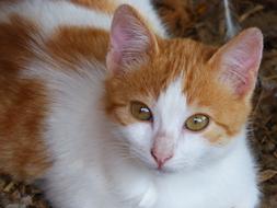 charming Puppy Kitten