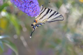 gorgeous Butterfly Tigerprint Bug