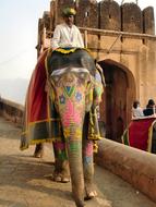 enchanting Elephant India