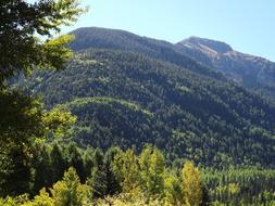 Mountain Changing Colors Fall forest