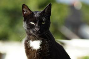 black cat on the street on a blurred background