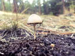 Forest Mushroom Light