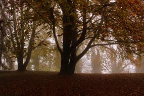 Tree Beech Autumn