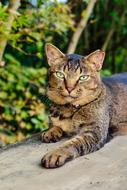 striped domestic cat with a smart look