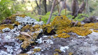 Autumn Nature mossy stones