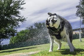 Siberian Husky dog in splashes of water on a sunny day